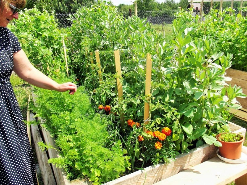 Samowystarczalność - ogród warzywny