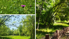 DZIKI PARK PRZY IDZIKOWSKIEGO - 4 PRZYRODA W CENTRUM MIASTA
