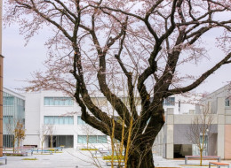 Teren kampusu należącego do kobiecego uniwersytetu znajdującego się w tokijskiej prefekturze Hino, dzięki rewitalizacji tamtejszego dziedzińca, zyskał nowe, odświeżone oblicze. Założenia projektowe obejmowały przede wszystkim stworzenie miejsca sprzyjającego nauce i rekreacji, w którym studentki między zajęciami i w czasie wolnym mogą spędzić swój wolny czas. Za stworzenie kreacji nowoczesnego Hino Campus odpowiada studio STGK Inc.