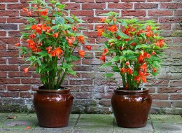 Begonia kaskadowa wykorzystywana jest do dekoracji wnętrz, balkonów lub zacienionych tarasów. 