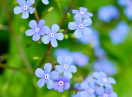 Brunnera wielkolistna wykorzystywana jest na rabaty, skalniaki oraz do nasadzeń w okolicach zbiorników wodnych lub drzew. 