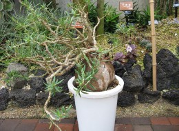 Do uprawy Pachypodium bispinosum najlepsze będzie stanowisko słoneczne lub lekko zacienione. 