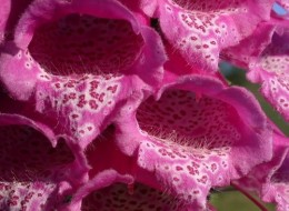 Naparstnica purpurowa nada się idealnie do obsadzania rabat i sadzenia w ogrodach naturalistycznych. Świetnie wygląda posadzona między innymi mniejszymi roślinami. Nadaje się na kwiat cięty.