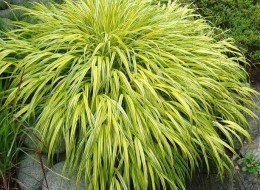 Hakonechloa smukła to bylina zimująca w gruncie, osiągająca od 25cm do 70cm wysokości. Jest trawą ozdobną, jedną z najbardziej efektownych, o ciekawie wybarwiających się liściach i kaskadowym pokroju.