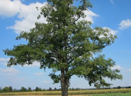 Olsza czarna wykorzystywana jest głównie do ogrodów naturalistycznych.