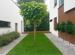 Proste kształty ogrodu na Wawrze tworzą spójną całość z budynkiem, do którego przylegają. Jego stonowana elewacja i jednolita geometria dały początek projektowi nowoczesnego i eleganckiego ogrodu, stworzonego przez Karolinę Borkowską z pracowni Ogrody Karoliny. Główną cechą tego niewielkiego ogrodu jest samoobsługowość. Przewaga drzew iglastych, brak roślin kwitnących i bylin wymagających przycinania sprawia, że nie wymaga on zbytnich nakładów pracy. 