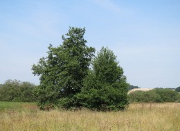 Olsza szara świetnie sprawdzi się do nasadzeń przy zbiornikach wodnych. 