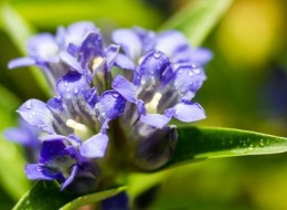 Goryczka daurska wykorzystywana jest na obrzeża rabat lub na skalniaki. Niektóre gatunki wykorzystywane są na kwiat cięty. 