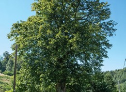 Lipa szerokolistna zalecana jest do dużych ogrodów, zwłaszcza w kompozycjach naturalistycznych. Sprawdzi się świetnie w parkach oraz zieleni miejskiej o małym zanieczyszczeniu powietrza.