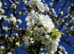 Czereśnie należy sadzić w okresie spoczynku - w październiku i listopadzie lub w marcu. Nie należy sadzić w dni mroźne, podczas ulewnych dreszczów i na glebie pokrytej śniegiem. Czereśnia po posadzeniu nie wymaga formowania korony. Tworzy ona sama naturalną koronę piętrową.