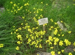 Alyssoides urticulata wykorzystywany jest na skalniaki, murki oraz do alpinarium. 