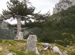 Sosna bośniacka to drzewo iglaste o pięknej, zwartej, wzniesionej i dość gęstej budowie. Osiąga do 10m wysokości w polskich warunkach pogodowych.