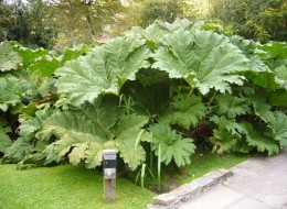 Gunnera olbrzymia najlepiej wygląda posadzona pojedynczo na trawniku lub w pobliżu drzew i krzewów. 