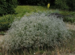 Gipsówka wiechowata wykorzystywana jest na rabaty oraz obwódki. Nadaje ogrodowi lekkości. Bardzo często wykorzystywana jest również we florystyce. 