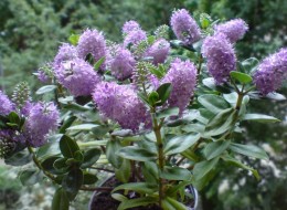 Hebe ‘linda’ zalecana jest do uprawy jednorocznej na balkonach lub tarasach lub do ogrodu na rabaty. 