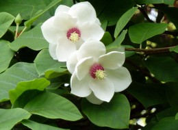 Magnolia Siebolda wykorzystywana jest do ogrodów przydomowych. Dobrze wygląda sadzona pojedynczo.  