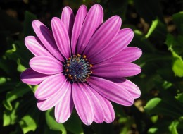 Osteospermum wykorzystywane jest na rabaty lub do nasadzeń w pojemnikach. 