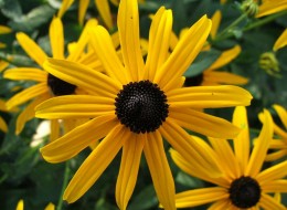 Rudbekia błyskotliwa świetnie sprawdzi się na rabaty, do nasadzeń naturalistycznych oraz na łąki kwietne. 