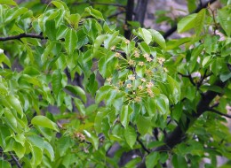 Grusza pospolita to dość duże drzewo liściaste, osiągające wysokość do 15 m. Liście są jajowate lub okrągławe, długoogonkowe, nagie, do 8 cm długości. Brzeg blaszki liściowej jest drobno piłkowany.