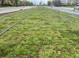 W dużych miastach przybywa zielonych torowisk, w ostatnim czasie pojawiły się one również w Toruniu, gdzie zamiast wymagającego pielęgnacji trawnika zastosowano maty rozchodnikowe. Jest to stosunkowo nowe rozwiązanie, które oferuje zarówno miastu i mieszkańcom, jak i środowisku wiele korzyści. Rozchodnikowe pasy zieleni pojawiły się na nowo budowanej linii tramwajowej przy ul. Watzenrodego. 
