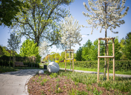 Pod koniec 2022 r. u zbiegu ulic Balonowej i Racławickiej w Warszawie powstał kolejny park kieszonkowy. Od jego otwarcia minęło pół roku i dopiero teraz, późną wiosną, można w pełni podziwiać jego aranżację. Park kieszonkowy na Mokotowie powstał we współpracy firmy InPost z Zielonym Funduszem dla Warszawy, który został powołany do życia w celu angażowania firm z sektora prywatnego w rozwój zielonych przestrzeni w stolicy. Za projekt parku odpowiada LS-Project Maciej Sikorski, a jego wykonawcą jest firma Baobab Brandys.
