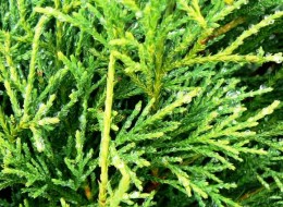 Cyprysik groszkowy to drzewo iglaste osiągające w zależności od odmiany od 3-10m. Roślinę zdobią zawsze zielone gałązki pokryte łuskami o zabarwieniu w zależności od odmiany na niebiesko, żółto-złoto lub zielono.