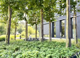 Projekt niewielkiego zielonego skweru przed biurowcem został stworzony z myślą o nowoczesnej estetyce, funkcjonalności oraz harmonii z otaczającą architekturą. Główne elementy kompozycji to połacie zieleni zamknięte w okrągłych rabatach, nad którymi górują ciasno zasadzone drzewa, tworzące nad siedziskami przyjemny cień, zachęcający do odpoczynku. Projekt ten stworzyła Dagmara Berent ze studia Aurea Garden.