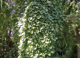 Kokornak wielkolistny stosować można przy ogrodzeniach, pergolach, kratach czy altanach. Jej nachodzące na siebie liście tworzą piękną ścianę zieleni. 
