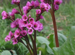 Bergenia grubolistna wykorzystywana jest na cieniste rabaty, skalniaki oraz do dekoracji oczek wodnych. 