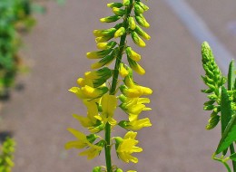 Nostrzyk żółty wykorzystywany jest głównie jako roślina lecznicza. 