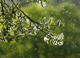 Przestrzeń przyjazna alergikom jest wolna od uczulających pyłków. Można to osiągnąć poprzez odpowiedni dobór gatunków roślin.