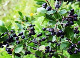 Aronia stosowana jest jako roślina użytkowa. Jagody są zdrowe zarówno na surowo jak i w przetworach (dżemach, sokach, nalewkach czy konfiturach). Krzewy aronii mają również walory dekoracyjne, bardziej nadają się do większych ogrodów.