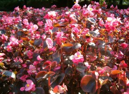 Begonia Tenella wykorzystywana jest do skrzyń balkonowych i okiennych. 