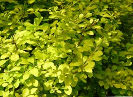 Berberis thunbergii 'Aurea to krzew liściasty, świetnie nadający się na żywopłot oraz na skalniaki. Roślina osiąga około 1m wysokości, a zdobi ją ciekawe ulistnienie oraz elipsoidalne, czerwone owoce. Kwiaty są koloru żółtego, kwitną w maju oraz czerwcu. Najlepiej rośnie na stanowisku półcienistym. 