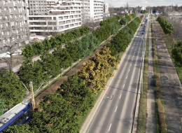 Na alei Armii Krajowej we Wrocławiu, na odcinku od ul. Bogedaina do ul. Ślężnej, zostanie posadzonych 756 nowych drzew, reprezentujących jedenaście różnych gatunków. Prace będą podzielone na etapy, z których pierwszy obejmuje nasadzenie 625 drzew. Pozostałe drzewa zostaną posadzone po zakończeniu budowy planowanej drogi rowerowej. Proces ten ma na celu zwiększenie zieleni w mieście, co jest kontynuacją działań podjętych wcześniej na innych ulicach, takich jak ul. Legnicka i Lotnicza, gdzie nasadzono już ponad 930 drzew.