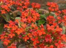 Kalanchoe wykorzystywana jest do uprawy doniczkowej w pomieszczeniach. 