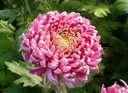 Chryzantema wielkokwiatowa wykorzystywana jest do tworzenia barwnych rabat. Stosuje się ją również do uprawy w pojemnikach, gdzie często służy do dekoracji nagrobków. Sprawdzi się również na kwiat cięty. 