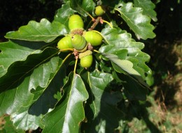 Dąb to drzewo liściaste należące do rodziny bukowatych. Roślinę zdobią ułożone skrętolegle, u niektórych gatunków nieopadające na zimę (utrzymują się na roślinie zaschnięte), podczas gdy niektóre są wręcz zimozielone (dąb korkowy, dąb ostrolistny).