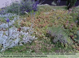 W dziedzinie budownictwa i architektury każdy dach pokryty powierzchnią biologicznie czynną to zielony dach. Stosunkowo niskim kosztem oraz małym nakładem pielęgnacyjnym założyć można dach o funkcji dekoracyjnej i estetycznej, który utrzyma się nawet na połaci dachowej o kącie nachylenia do 35 stopni. Jedynym warunkiem jest zastosowanie odpowiednio cienkich warstw konstrukcji oraz właściwy dobór gatunków roślin. Podłoże powinno znaleźć się na stabilnej powierzchni oraz być odporne na wywiewanie i wymywanie wraz z wodami opadowymi. W tym celu stosuje się głównie lekką ziemię uprawną, torf, pumeks, perlit, maty kokosowe lub tworzywo piankowe.