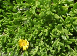 Delosperma wykorzystywana jest na skalniaki, skarpy oraz murki. Można ją również z powodzeniem sadzić na słonecznych, suchych rabatach. 