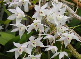 Dendrobium często jest wykorzystywane do dekoracji nowoczesnych pomieszczeń. Roślina ze względu na wymagania może być ustawiana w dobrze oświetlonych łazienkach.