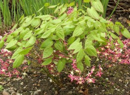 Epimedium czerwone świetnie sprawdzi się do nasadzeń pod drzewami oraz na cienistych skalniakach. 