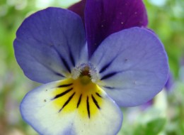 Kwiaty nieco większe niż fiołka wonnego, w kolorze białym, niebieskim, amarantowym lub fioletowym. Ciekawe są odmiany z płatkami gęsto nakrapianymi niebieskimi plamkami. Kwiaty wyrastają na sztywnych szypułkach i mają krótkie ostrogi. Liście sercowate lub jajowate, skupione w kępki. Wytwarza rozłogi.