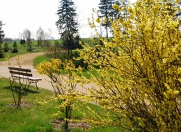 W lutym przycina się drzewa i krzewy kwitnące na tegorocznych, nowych przyrostach. Należą do nich m.in. żylistki, tawuły japońskie, krzewuszki, róże. Wycina się wtenczas najstarsze gałęzie generując w roślinie przyrost nowych, młodych pędów. Taki sposób cięcia zdecydowanie pobudza proces kwitnienia gatunków w lecie i późniejszą jesienią. 