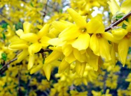 Forsycja to krzew liściasty zrzucający liście, osiągający do 2-3m wysokości. Jej znakiem rozpoznawalnym są złoto-żółte kwiaty, które pojawiają się już wczesną wiosną(marzec, kwiecień) przed rozwojem liści, co zwiększa efekt kwitnienia. Roślina kwitnie bardzo obficie, wygląda jakby była oblepiona kwiatami. Poza okresem kwitnienia forsycje charakteryzuje masa ciemnej zieleni. 