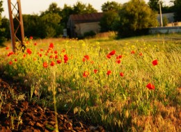 Eliminacja „chwastów”, a więc tym samym wielu pięknych kwiatów i roślin leczniczych wiąże się z niewiedzą na ich temat. Mogą bowiem wspomagać zdrowie, działać korzystnie na plony lub po prostu utrzymywać ekosystem łąkowy na stałym, dobrym poziomie. 