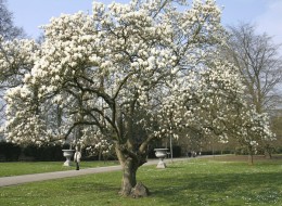 Magnolia to efektowne drzewo, osiągające do 4 metrów wysokości. 