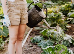 Kwiaty cebulowe, meble ogrodowe, myjka parowa, czyli jak przygotować ogród na jesień
Sierpień jest idealnym miesiącem na pierwsze jesienne porządki. Ogród każdego roku wymaga gruntownego sprzątania, dlatego najlepiej zrobić to w momencie, kiedy pogoda jeszcze sprzyja. Co więc warto zrobić jeszcze w sierpniu w swoim ogrodzie, aby we wrześniu cieszyć się jesienną aurą?
