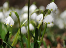 Śnieżyca wiosenna to roślina cebulowa, osiągająca do 15cm wysokości. 
Śnieżycę wiosenną stosuje się do nasadzeń naturalistycznych w ogrodach i parkach, pod drzewami i dużymi krzewami.