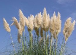 Trawa pampasowa wykorzystywana jest na rabaty bylinowe. Świetnie sprawdzi się na kwiat cięty oraz do suszenia. 